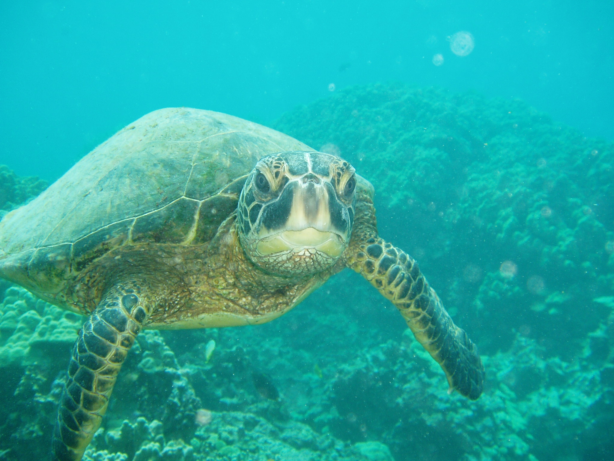 This is an image of a green sea turtle. (Photo Credit: NOAA Fisheries)